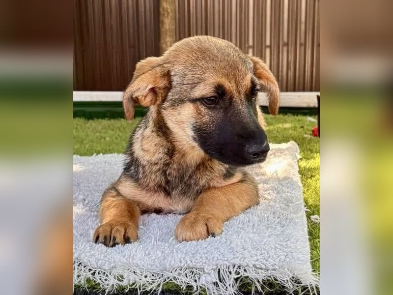 Sky – kleines Welpenmädchen sucht ihr Glück