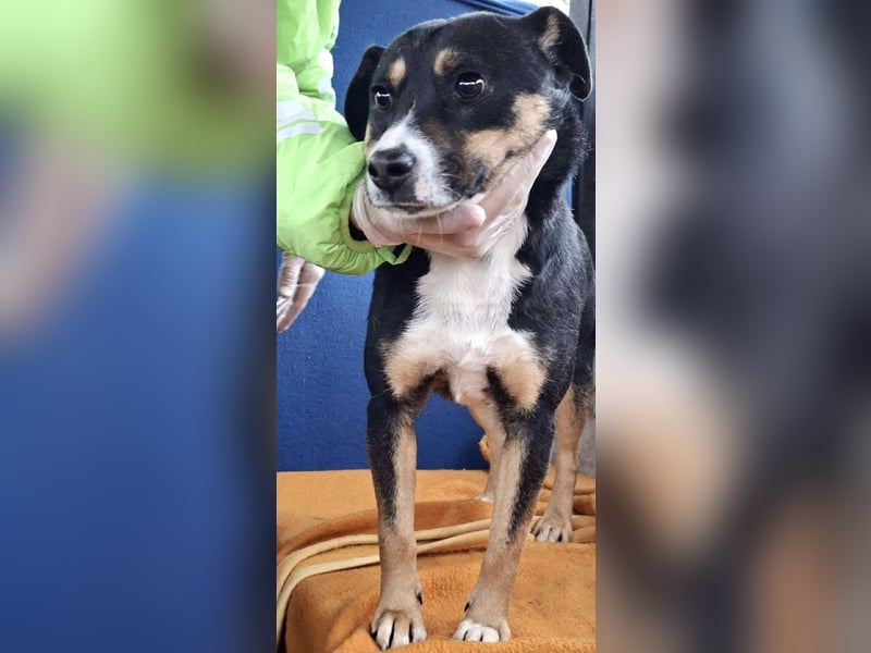  FRANJO – TREUHERZIGER SCHMUSER MIT FEINEM WESEN 