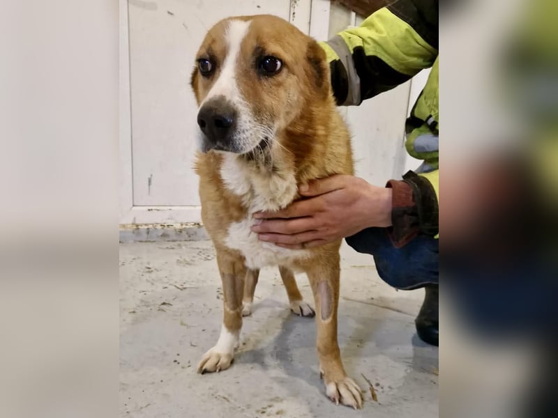 Sanfter Hundeopi Rex