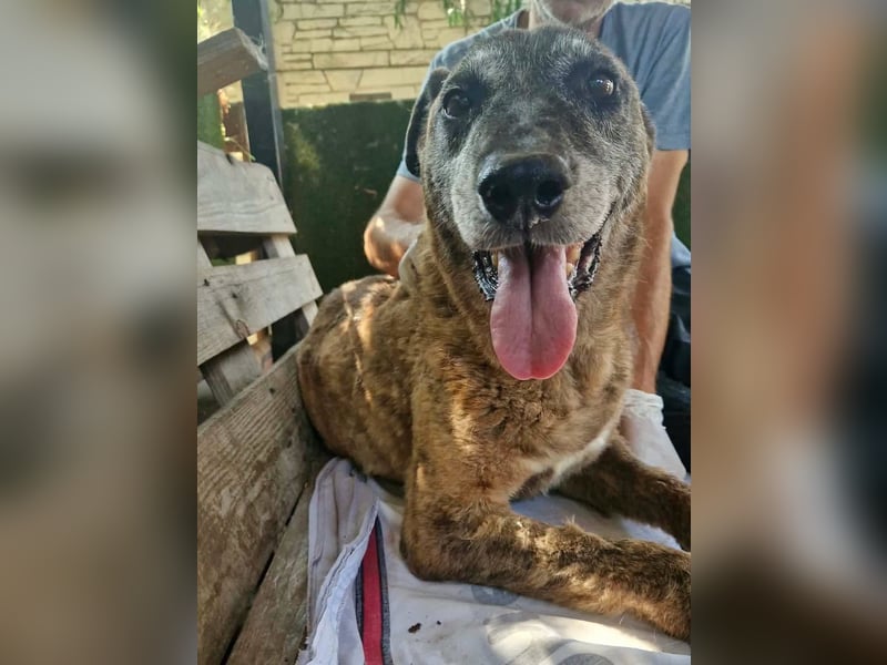 Cody, bitte lass das Shelter nicht seine Endstation sein...