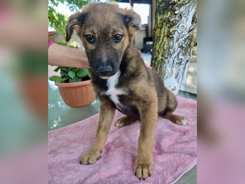 Mogli – kleines Wunder sucht seine Familie