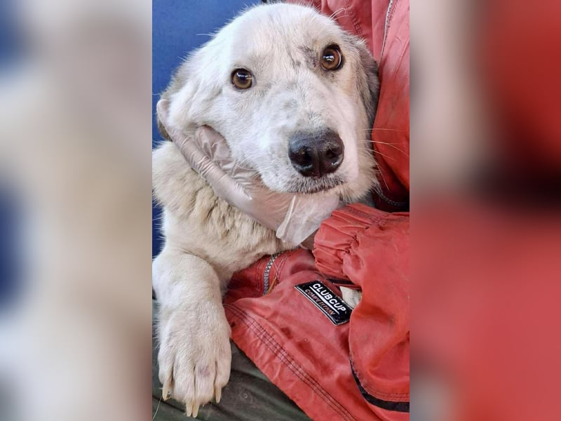Vorsichtiger Junghund Frodo sucht ein geduldiges Zuhause