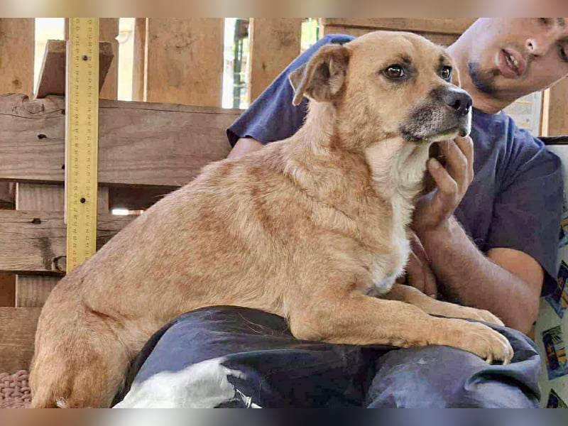 Lisa – sanfte Hündin mit großem Herzen