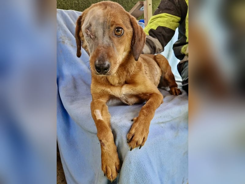 Tapfere Poppy sucht ihr Glück