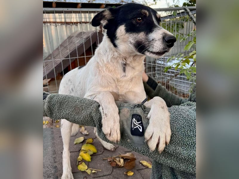 Jaron - bildhübscher, junger Bursche