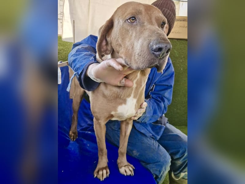 Benji.... Traumhund auf 4 Pfoten