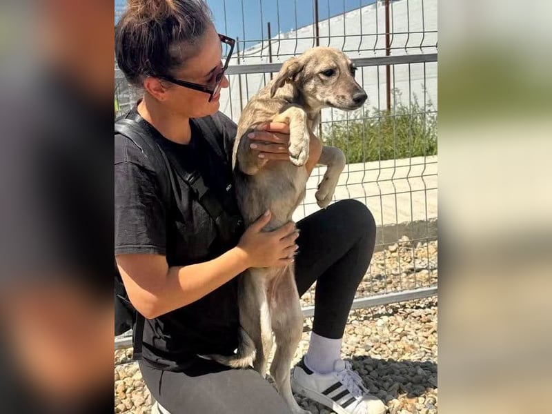 Juddy, kleine Herzensmaus sucht ihr Glück