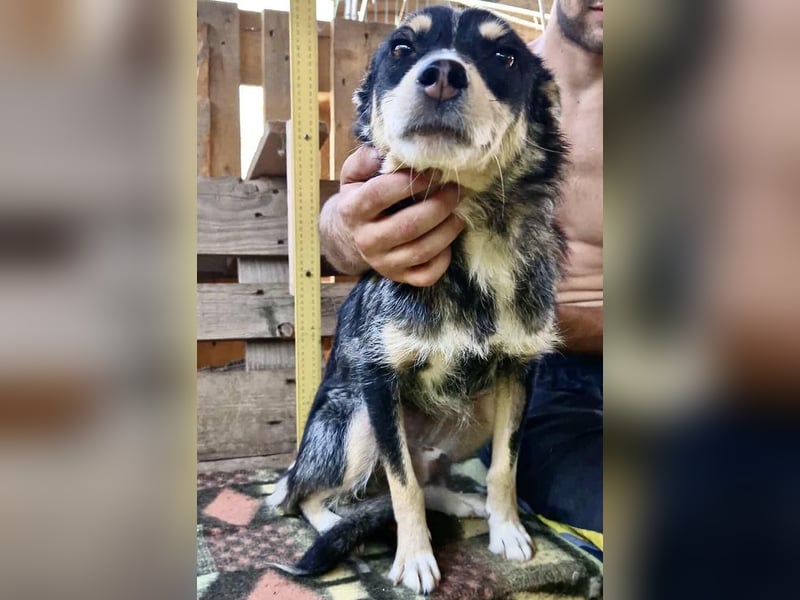 Pauli - sanfter Charmeur