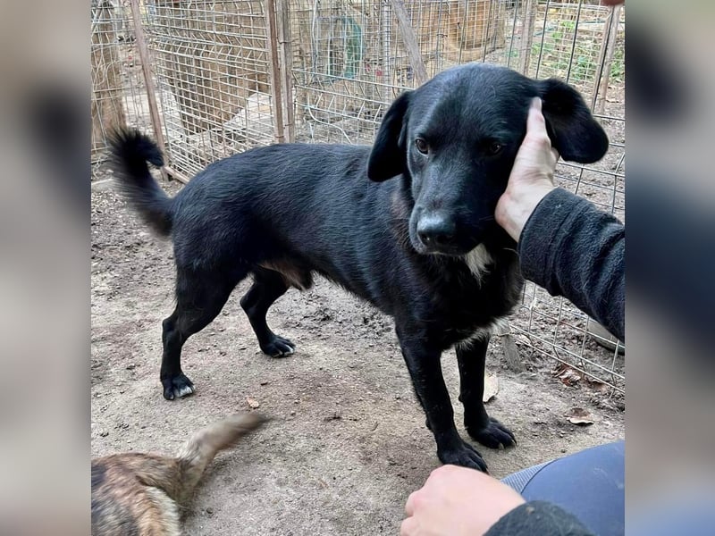 Seelenhund Mo sucht Halt und Liebe bei erfahrenen und geduldigen Menschen