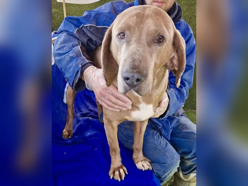 Benji.... Traumhund auf 4 Pfoten