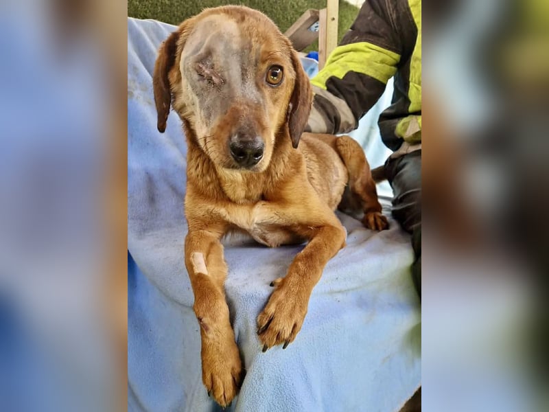 Tapfere Poppy sucht ihr Glück