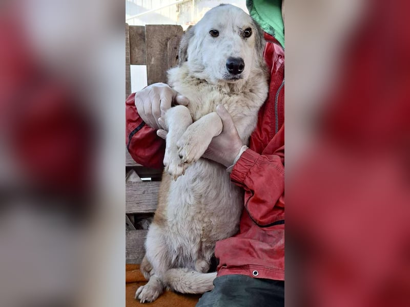 Vorsichtiger Junghund Frodo sucht ein geduldiges Zuhause