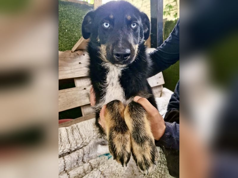 Bobby – junger Hundebub sucht liebevolle Menschen