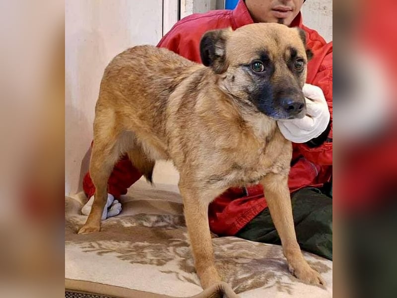 Arko  sensibler Rüde sucht ruhigen Neuanfang