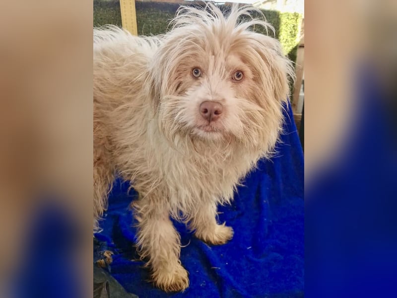 Todtrauriger Boomer auf der Suche nach Glück