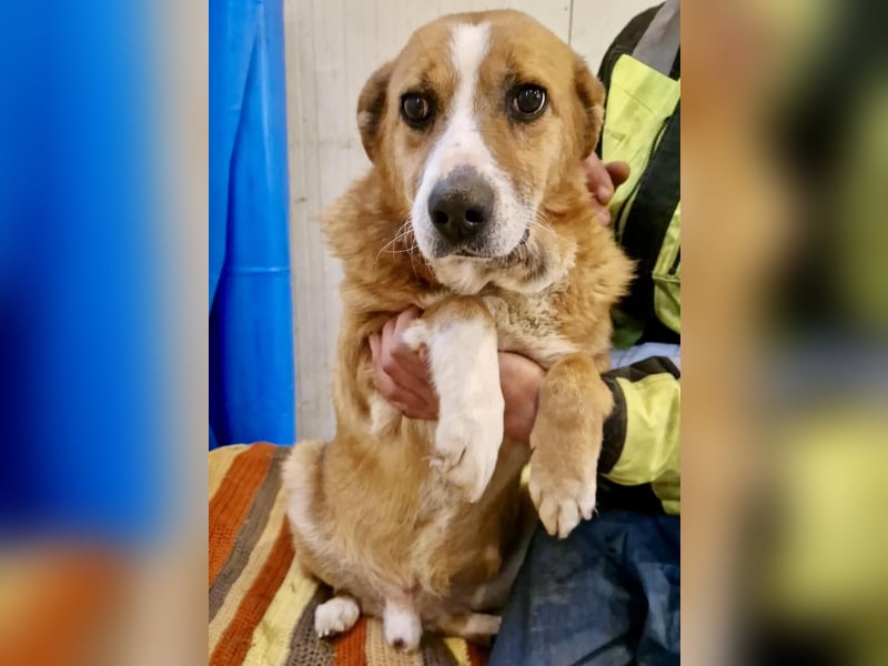 Sanfter Hundeopi Rex