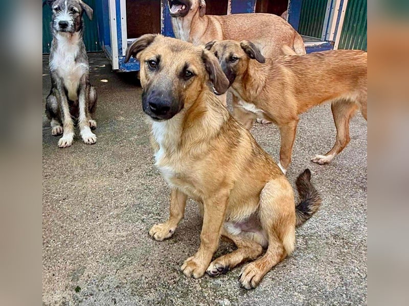 Katzenfreundlicher, lebensfroher Junghund Loyd