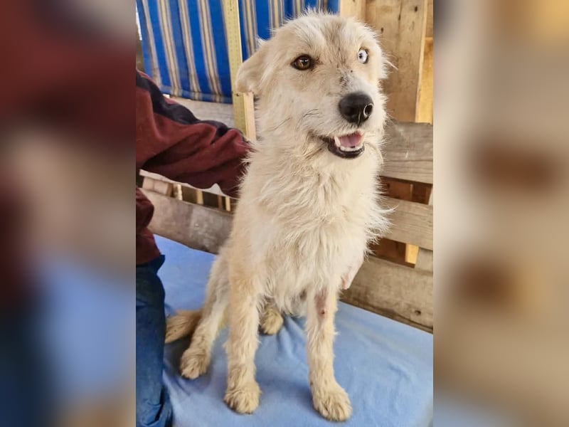 Mara, Schönheit mit zweifarbigem Blick