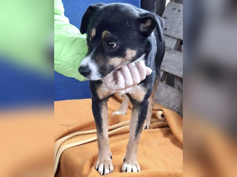  FRANJO – TREUHERZIGER SCHMUSER MIT FEINEM WESEN 