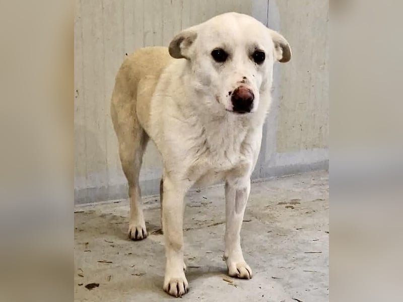 Dankbare, sanfte Blanche