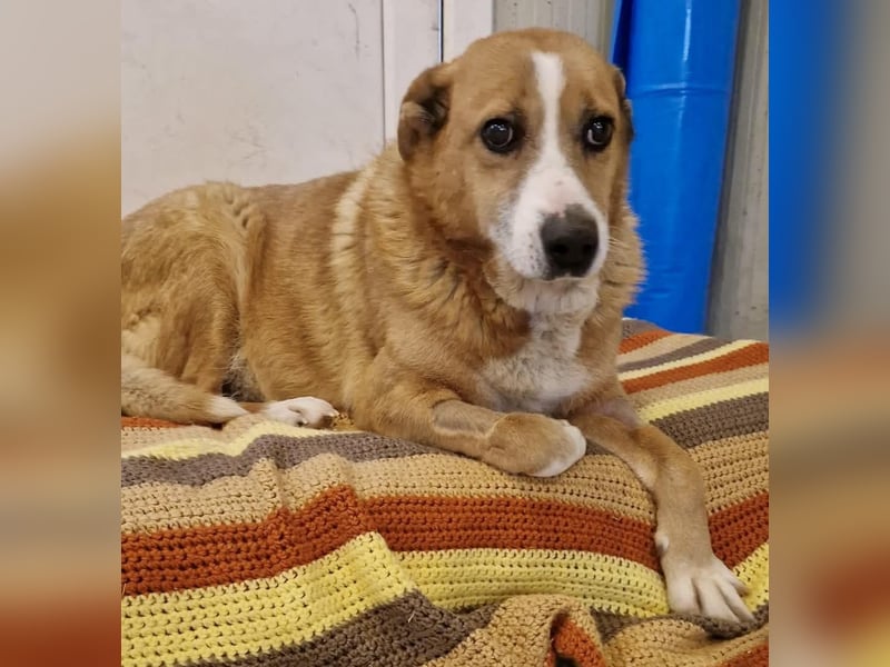 Sanfter Hundeopi Rex