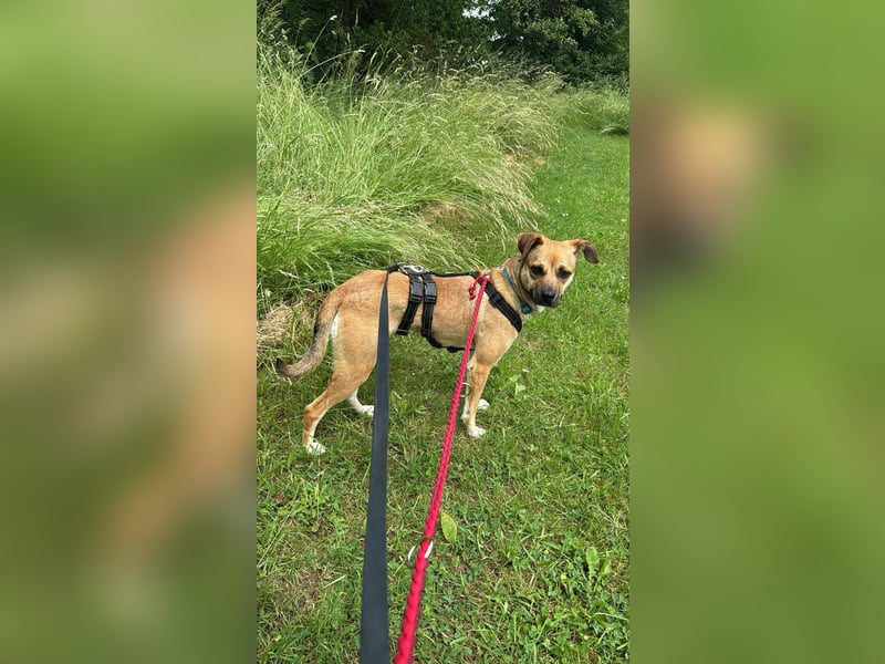 Süße Marny sucht ihr Für-Immer-Zuhause