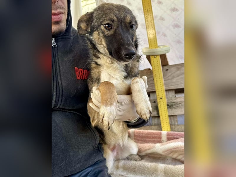 Akima sucht ganz viel Liebe