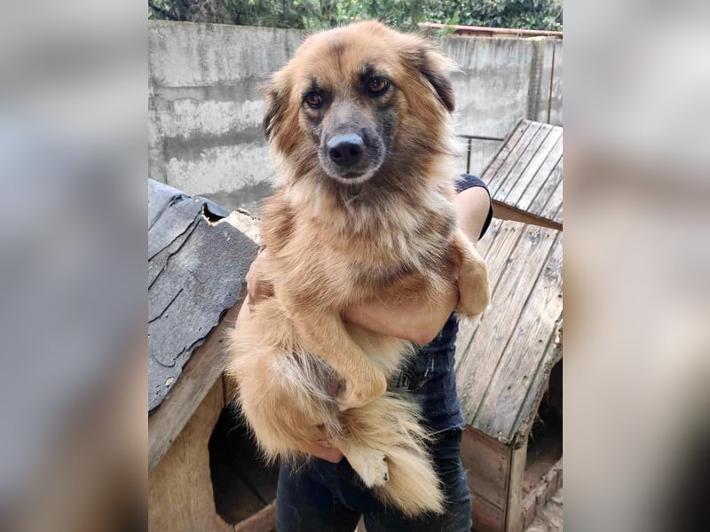 Freundliche Linda ist verspielt und verträglich