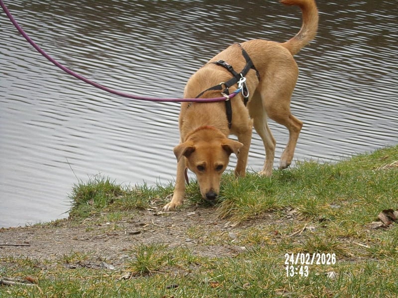 Sanfte Fidschi sucht sicheren Hafen