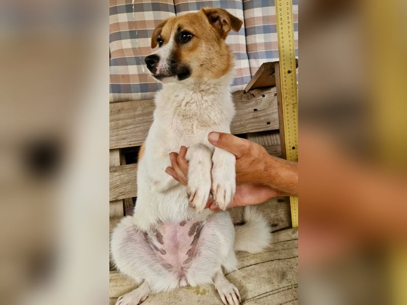 Sanfte Trixi sucht ihre Menschen