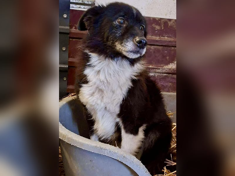 Trauriger, verwaister Pedro