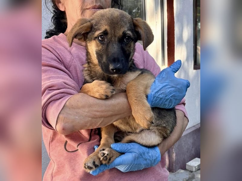 Sky – kleines Welpenmädchen sucht ihr Glück