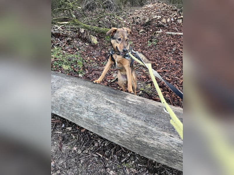 Sanfte Seele Jessy sucht ihr Für-immer-Zuhause