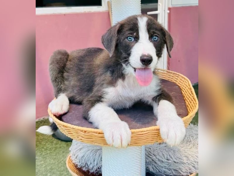 Kleiner Herzenshund Figo sucht seine Familie