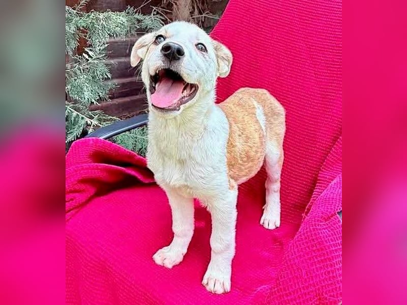 PETZI , hübsches Hundemädchen
