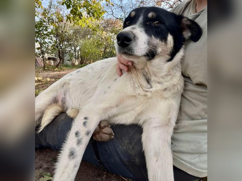 Jaron - bildhübscher, junger Bursche