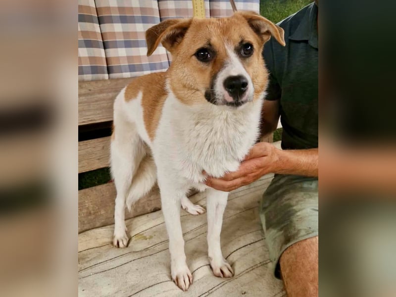 Sanfte Trixi sucht ihre Menschen