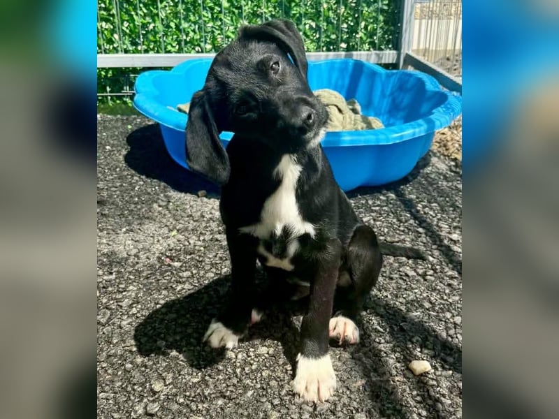 Cupcake – kleiner Glückspilz sucht seine Familie
