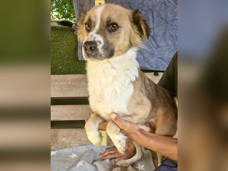Romy, sanfte Schmusemaus sucht ihre Familie