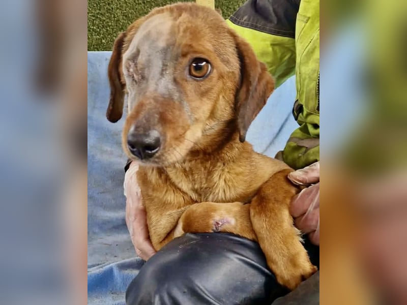 Tapfere Poppy sucht ihr Glück