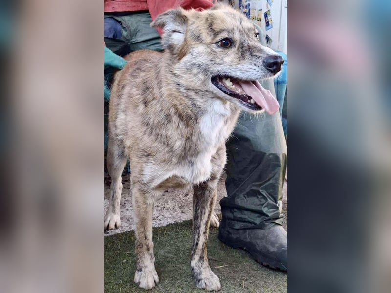 Simba – sensibel, verschmust, lustig