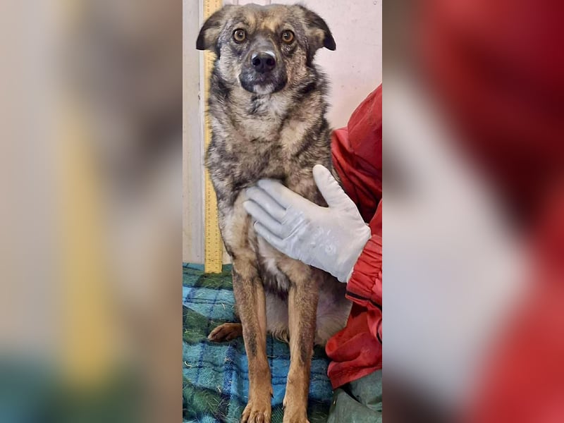 FELINA – auf der Suche nach Wärme