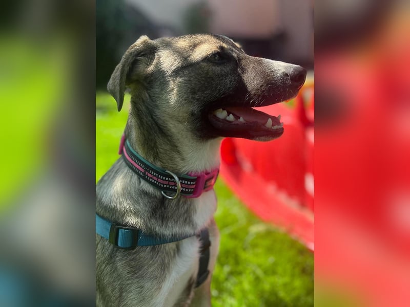 Arco - Ein besonderer Hundejunge wartet auf seine Familie