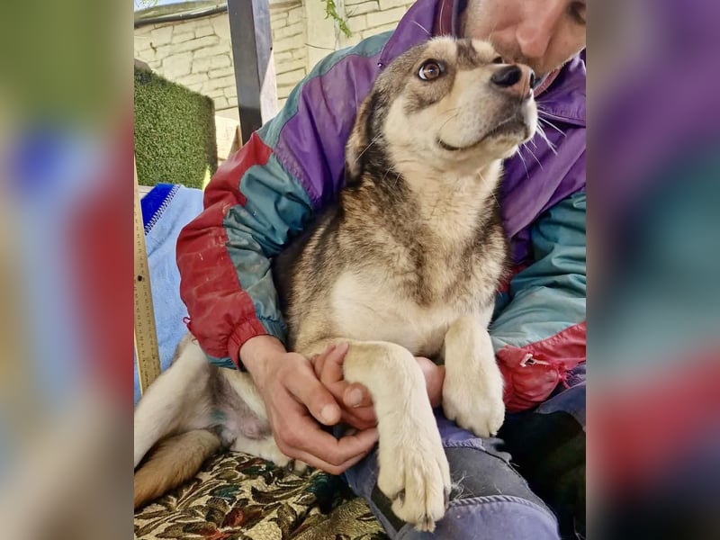 Frohnatur Spike sucht seine Menschen