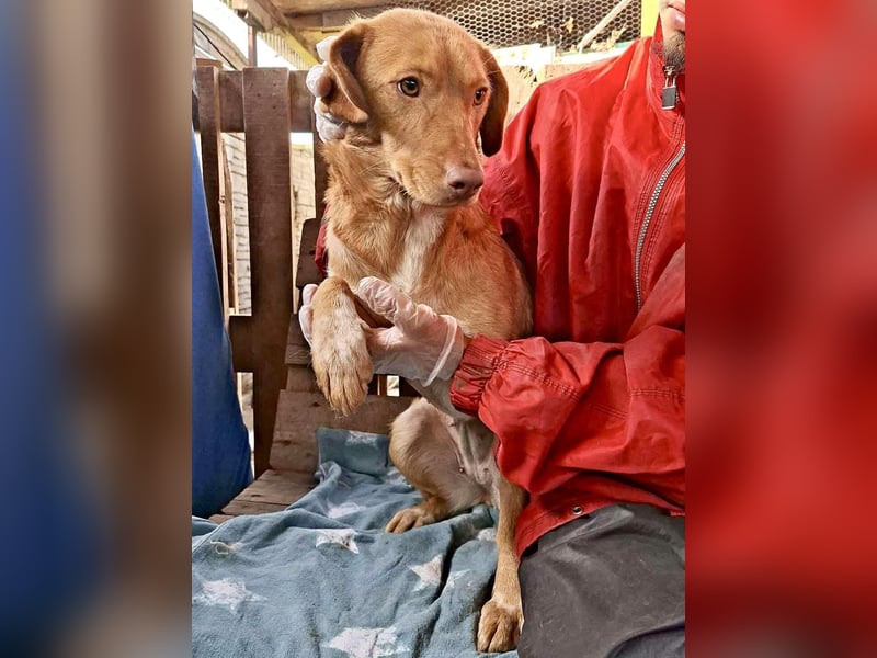 Tosca hat im Shelter Angst