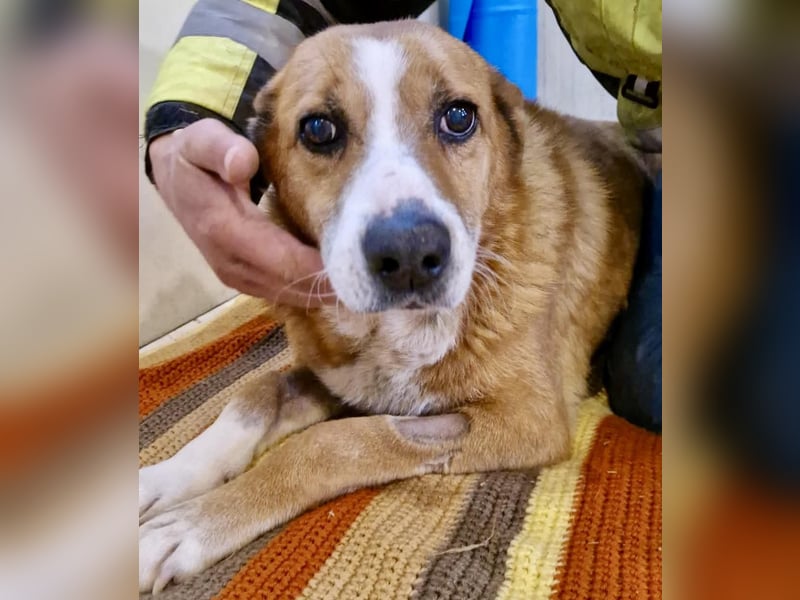 Sanfter Hundeopi Rex