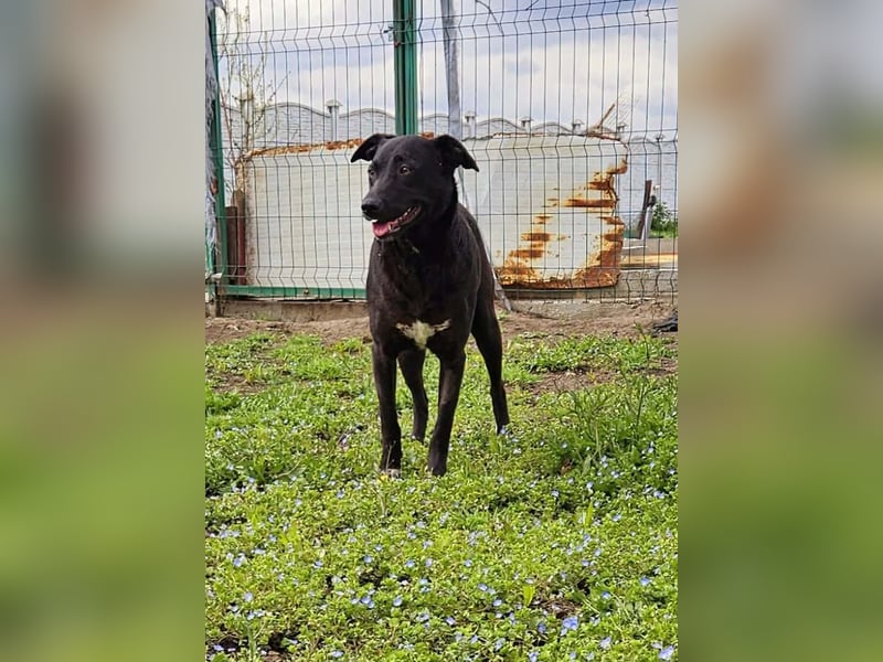 Amy – sanfte Junghündin sucht Geborgenheit