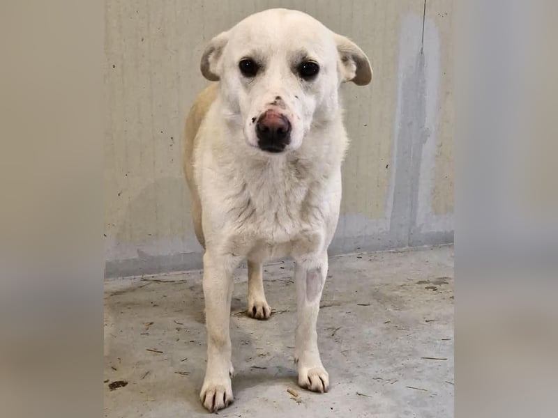 Dankbare, sanfte Blanche