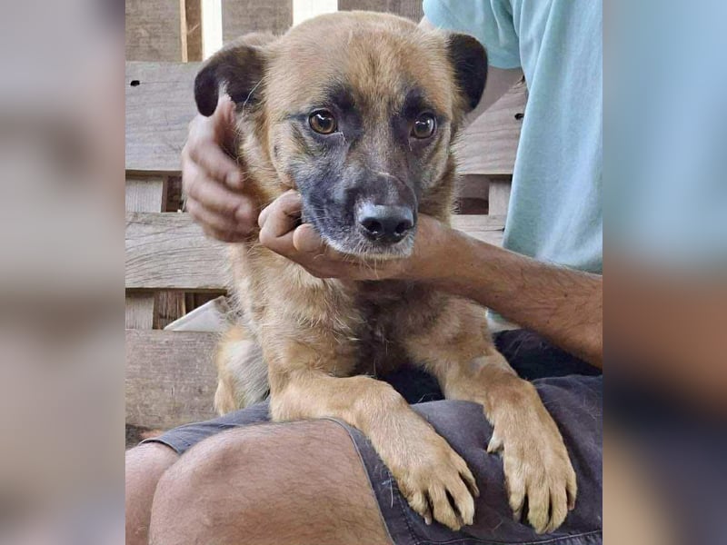 Arko  sensibler Rüde sucht ruhigen Neuanfang