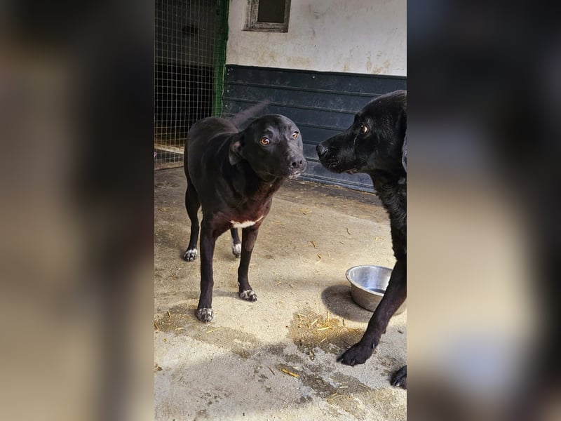 Amy – sanfte Junghündin sucht Geborgenheit